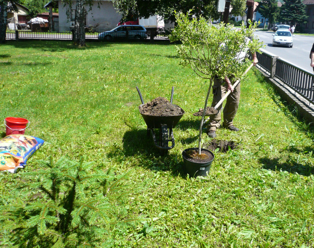 Fotogaléria Výsadba zelene (3) Výsadba zelene